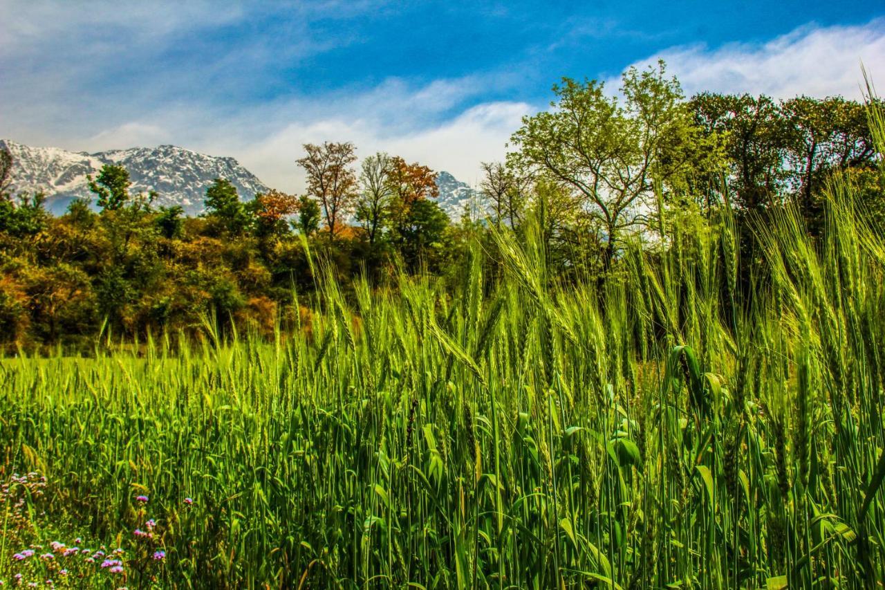 Prakriti Aalay - Riverside Mountain View Boutique Eco Resort Dharamshala Buitenkant foto